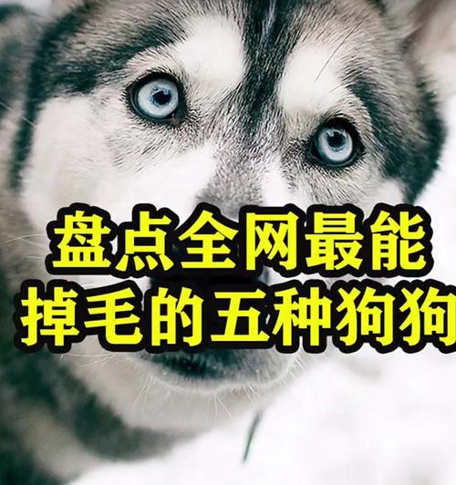 为何狗不会脱毛？（揭秘狗狗长毛的奥秘）