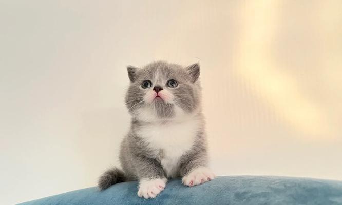 小奶猫的饮食指南（全面营养，健康成长）