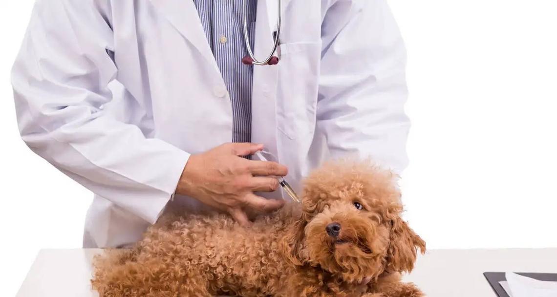 打预防针后，狗狗会有哪些反应？（了解宠物犬打预防针后可能出现的情况）