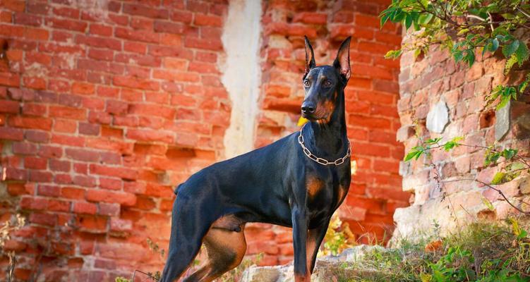 智商最高的犬种——以聪明犬为主题的研究（揭秘以聪明犬为代表的智商最高的犬种）