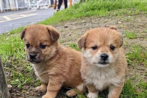 男性的理想宠物犬伴侣（男性适合养的狗种及其特点）