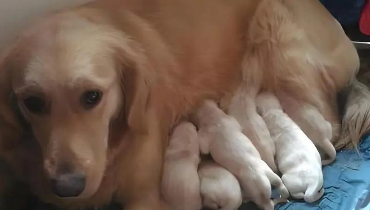 幼犬金毛为什么会便血？（探究幼犬金毛便血的原因及解决方法）