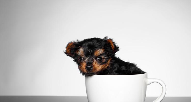 荼怀犬（揭秘荼怀犬的外貌特征和历史传承）