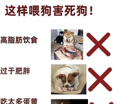 优化狗狗饮食，享受高质量生活（简单实用的小技巧，让狗粮喂养毫无烦恼）