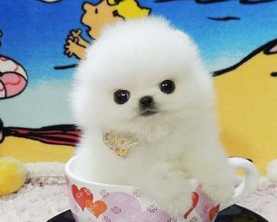 博美犬的纯种特征及魅力（了解博美犬的纯种特征，享受其独特魅力）