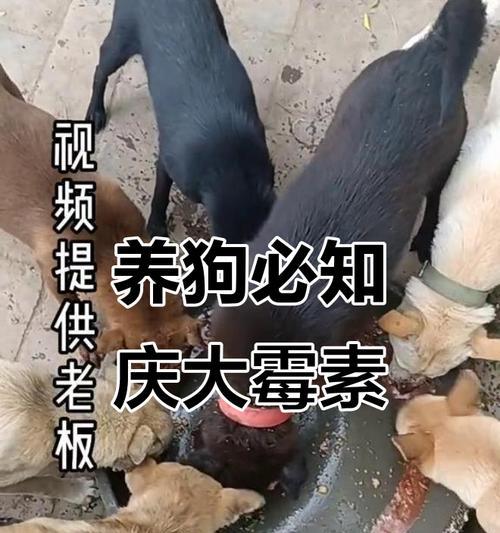 庆大霉素（探讨人们对庆大霉素治疗细小病毒的误解）