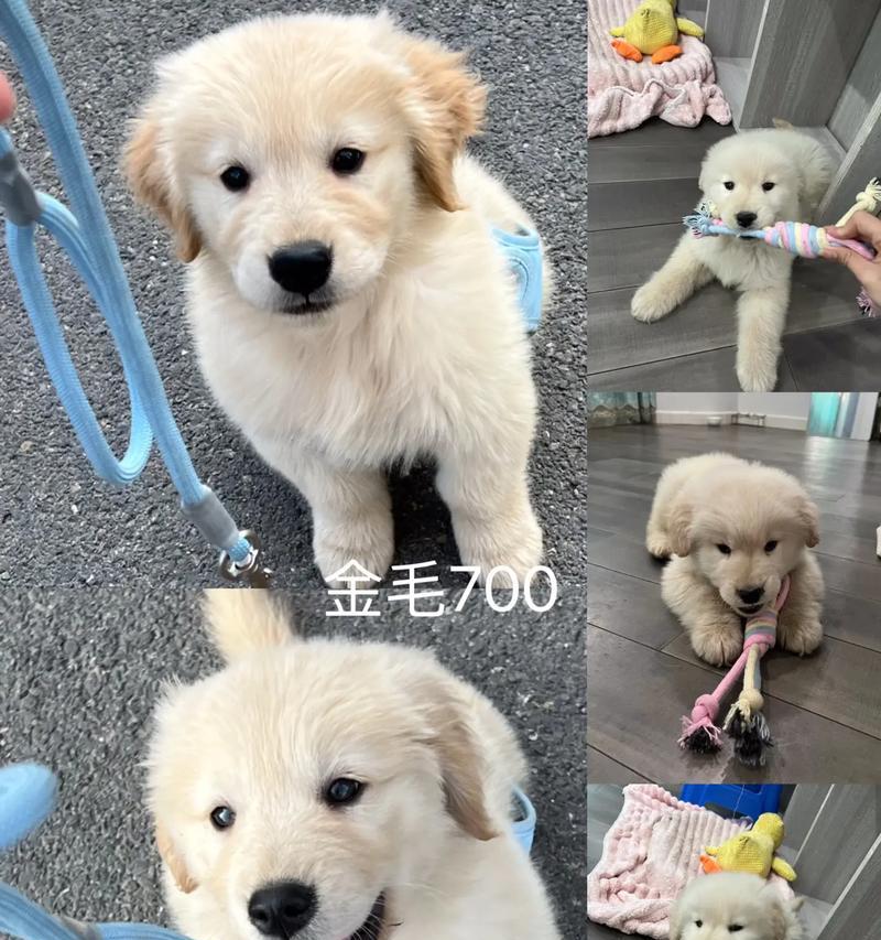 博美幼犬断奶时间的选择与注意事项（博美幼犬断奶时间、断奶方式、断奶后的护理和饮食）