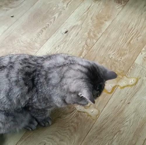 小猫洗澡后呕吐拉稀问题解析（了解为什么小猫洗澡后会出现呕吐和拉稀的情况）