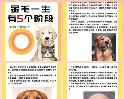 金毛犬出生多久可以出售？（了解金毛犬的成长期和适合出售的时间点）