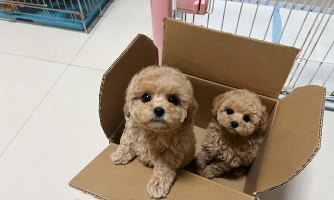揭秘泰迪犬喜欢叼鞋咬鞋的原因！（了解泰迪犬叼鞋咬鞋的5个关键因素）