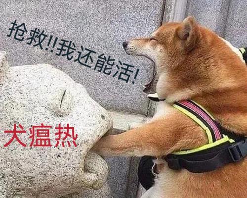 小狗得了犬瘟病毒的危害及治疗方法探析（了解犬瘟热病毒的高发群体及感染途径，预防与治疗关键！）