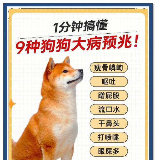 犬疾病中的炎症（了解犬疾病中的炎症及其防治方法）