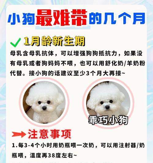 狗宝宝的喂奶时间和方式（探寻狗宝宝喂奶的最佳方法和时间安排）