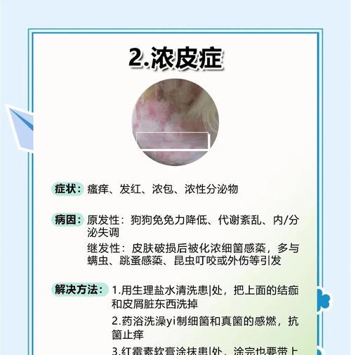 狗皮肤病如何传染给人？（了解传染途径，预防皮肤病风险）