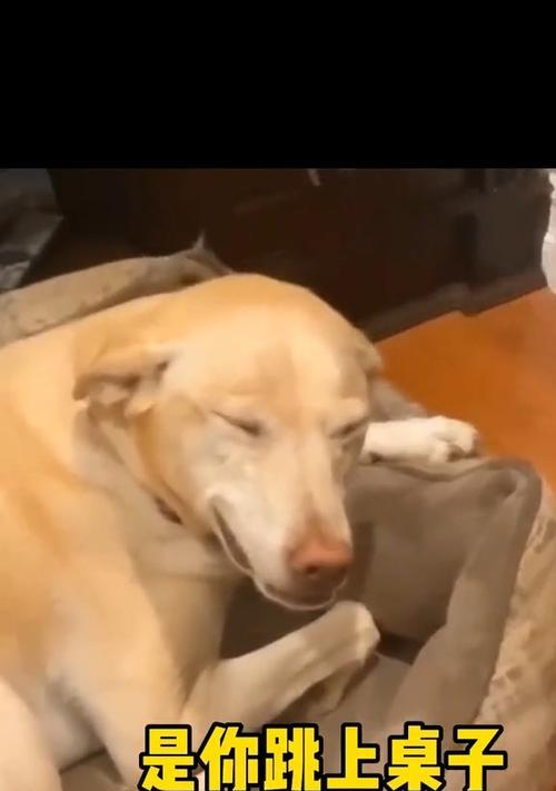 狗狗犯错需要关押多久？（探讨狗狗行为纠正的时间限制）