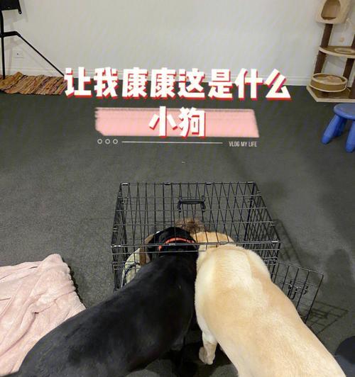 狗狗康复所需的时间有多长？（探究狗狗康复需要的时间和因素）
