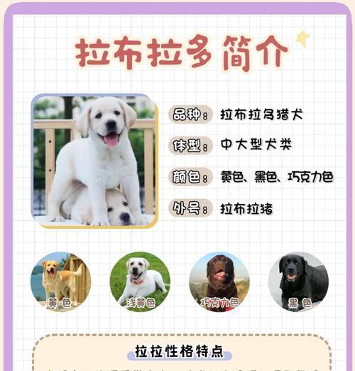 拉布拉多配种后的产仔时间（了解拉布拉多犬的繁殖周期与生育过程）
