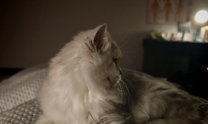 冬天猫应该晒多久太阳？（猫咪冬天日晒时间的、前言介绍）