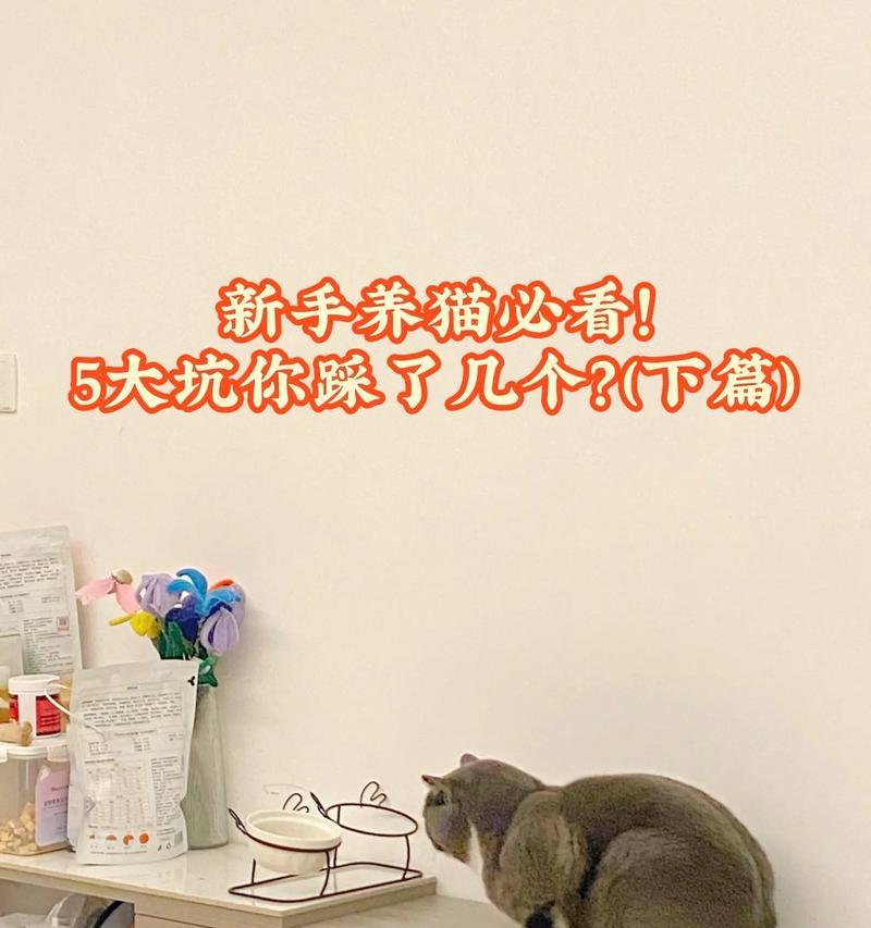 选猫大法，7个秘诀带你选到一只好猫（养猫老手必备，如何正确选择一只适合你的猫咪）
