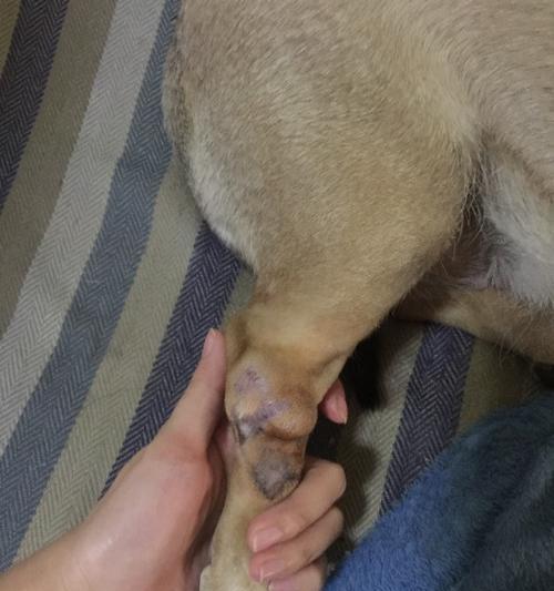 小狗后腿骨折后康复时间及方法探讨（小狗骨折康复期间的关键步骤与建议）