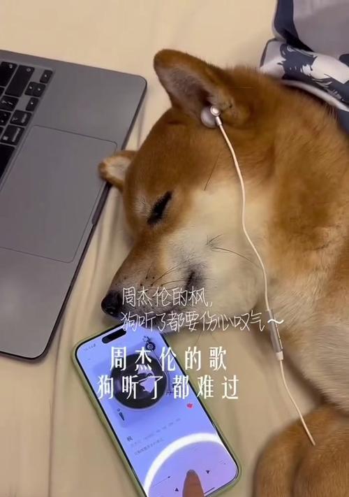 揭秘狗狗喜欢的音乐类型及其益处（与你的毛茸伙伴一同享受美妙音乐的奇妙之旅）