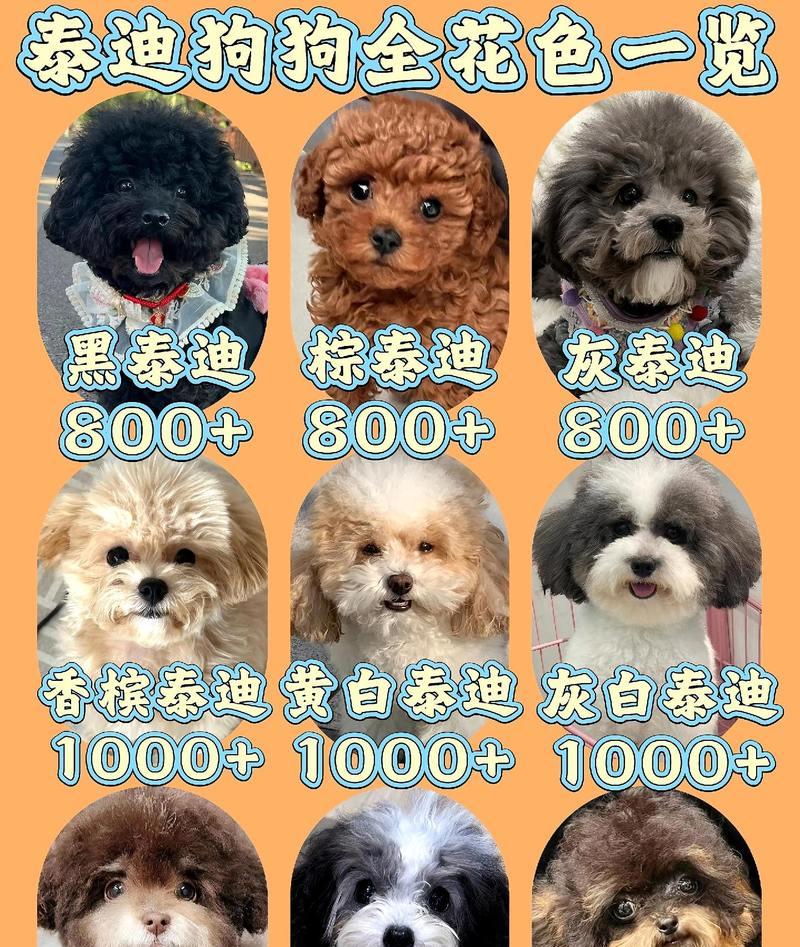 泰迪狗的年龄计算方法及特征分析（探究泰迪狗年龄计算的科学依据和特征变化规律）