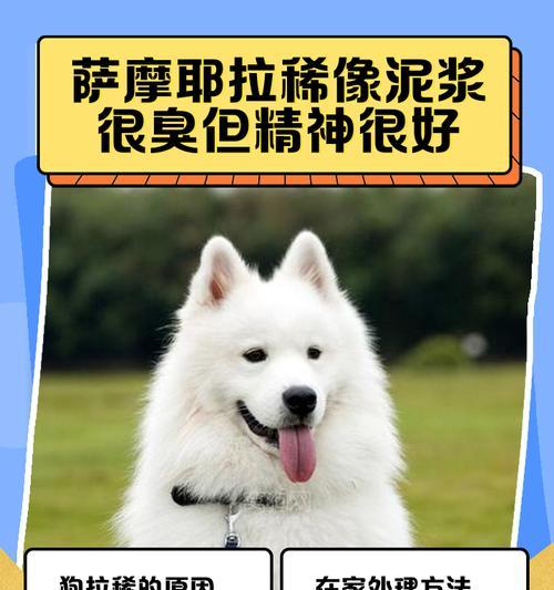 探究萨摩耶犬疾病（了解常见的萨摩耶犬疾病，保护你的爱宠健康）