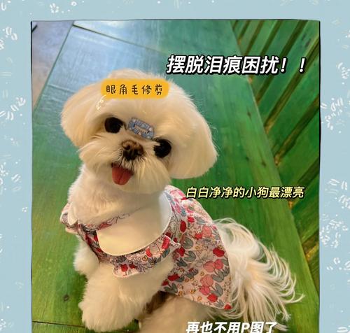 如何简单有效地清理狗狗耳朵脏？（教你3步省钱又易学的清理方法）