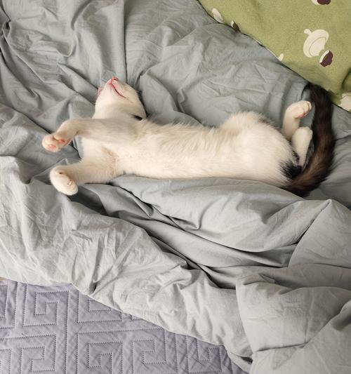 猫咪睡姿大，看你能否抵挡住这些可爱攻势！（猫咪睡姿大，看你能否抵挡住这些可爱攻势！）