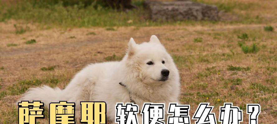 如何训练小萨摩耶一个人单独睡？（帮助你的小萨摩耶培养独立睡眠习惯）