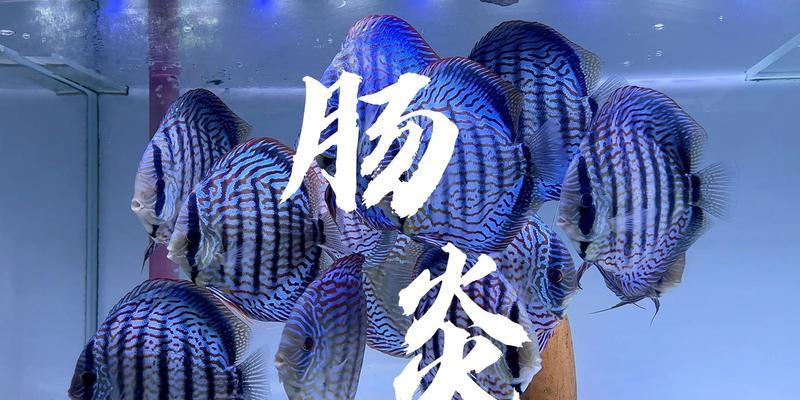 七彩神仙鱼的食物喜好及定期检疫需求（探究七彩神仙鱼的饮食习性和保健需求）