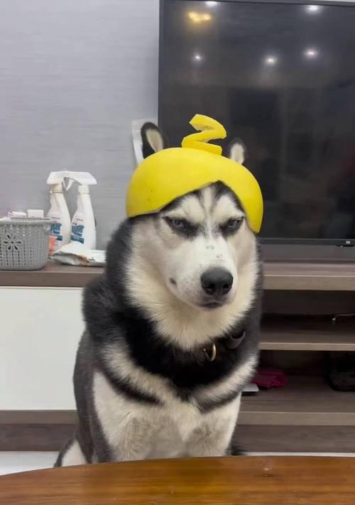 哈士奇脱毛时间长短有讲究吗？（探讨哈士奇脱毛所需时间以及关键因素）
