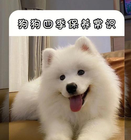 狗狗换毛周期及注意事项（掌握狗狗换毛的节奏，让它焕发新生）