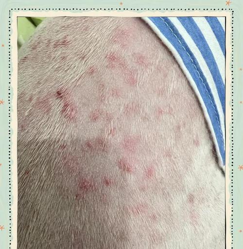 狗狗起皮肤病的症状与治疗方法（详解狗狗皮肤病的症状及应对之策）