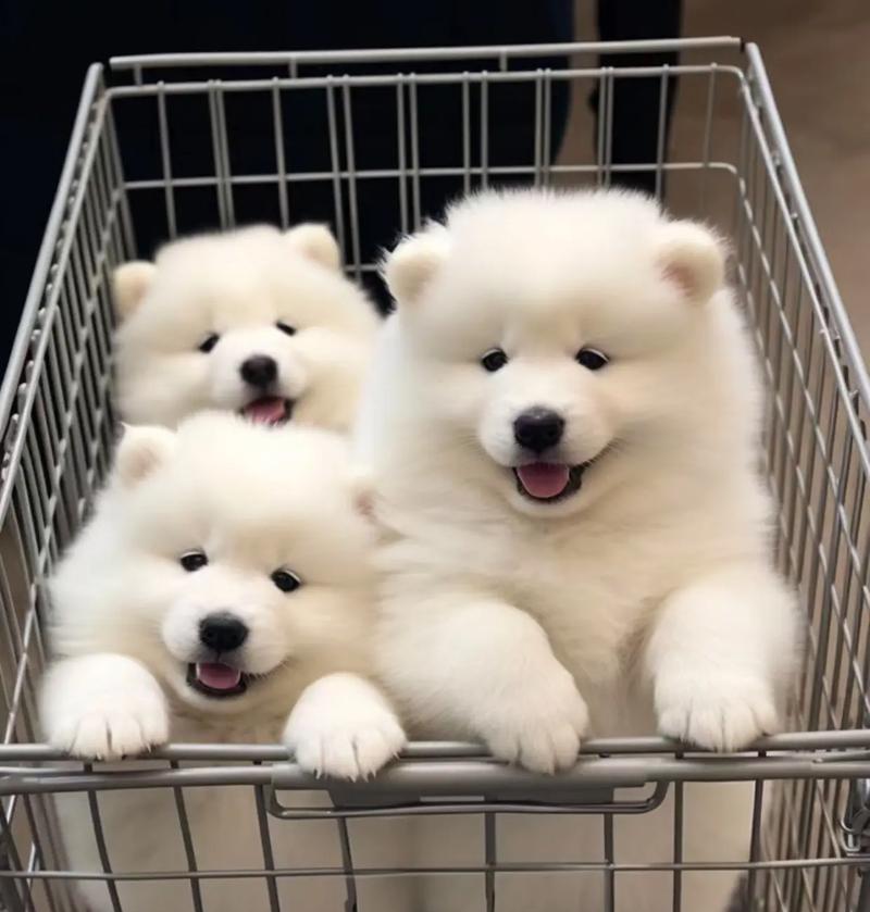 萨摩耶犬的适量喂食秘籍（如何科学合理地为5个月大的萨摩耶犬提供饮食？）