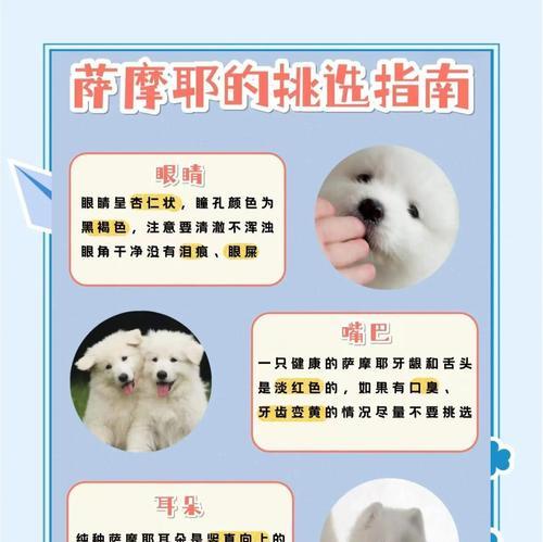 七个月萨摩耶认主的时间是多久？（探寻萨摩耶狗独特的认主时间）