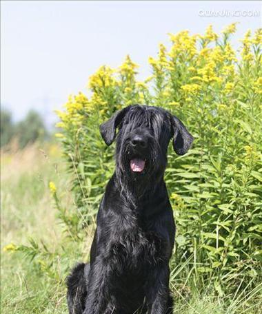 探索巨型犬的奇妙世界（巨型犬的特征、历史和养护全解析）