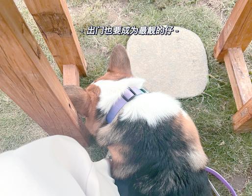 遛狗时间的合理安排（狗狗的需求和适宜遛狗时间）
