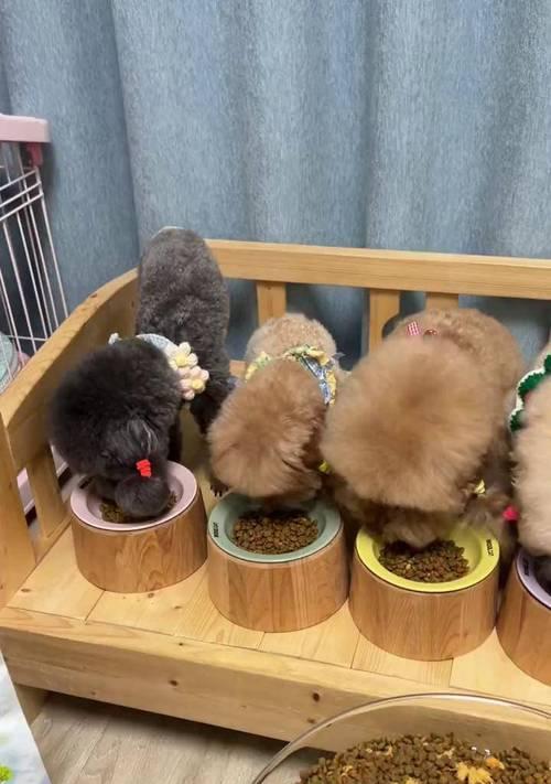 新接回家的狗狗是否可以食用蛋黄牛奶？（了解食用蛋黄牛奶对狗狗消化道的影响）
