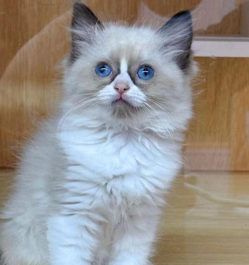 宠物猫的寿命及如何延长其寿命（揭秘宠物猫寿命长短的关键因素与养护方法）
