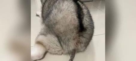 哈士奇换一次毛需要多久？（探索哈士奇换毛周期及影响因素）