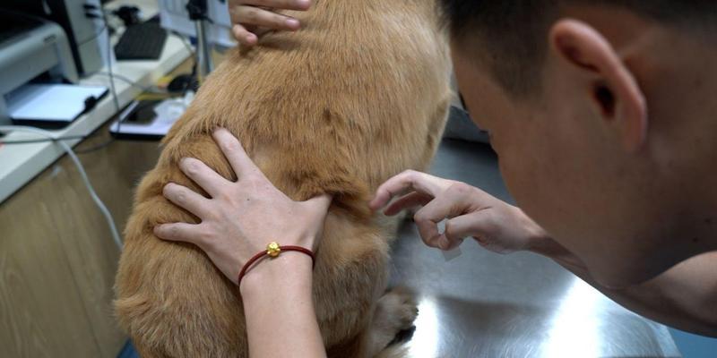 猫吃生肉需要多久驱虫？（生肉饮食与驱虫周期的关系探讨）