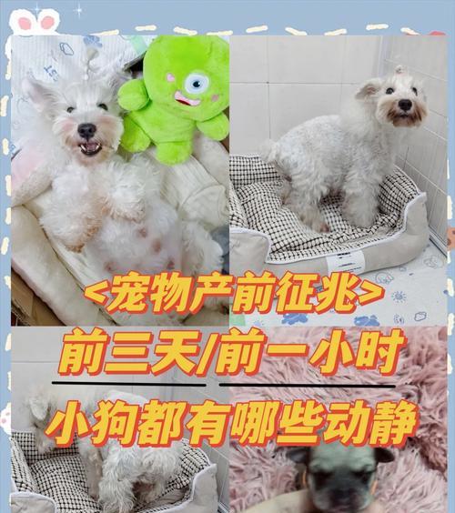 狗狗生产前刨窝的时间（狗狗生产前为什么会刨窝，刨窝的时间如何确定？）
