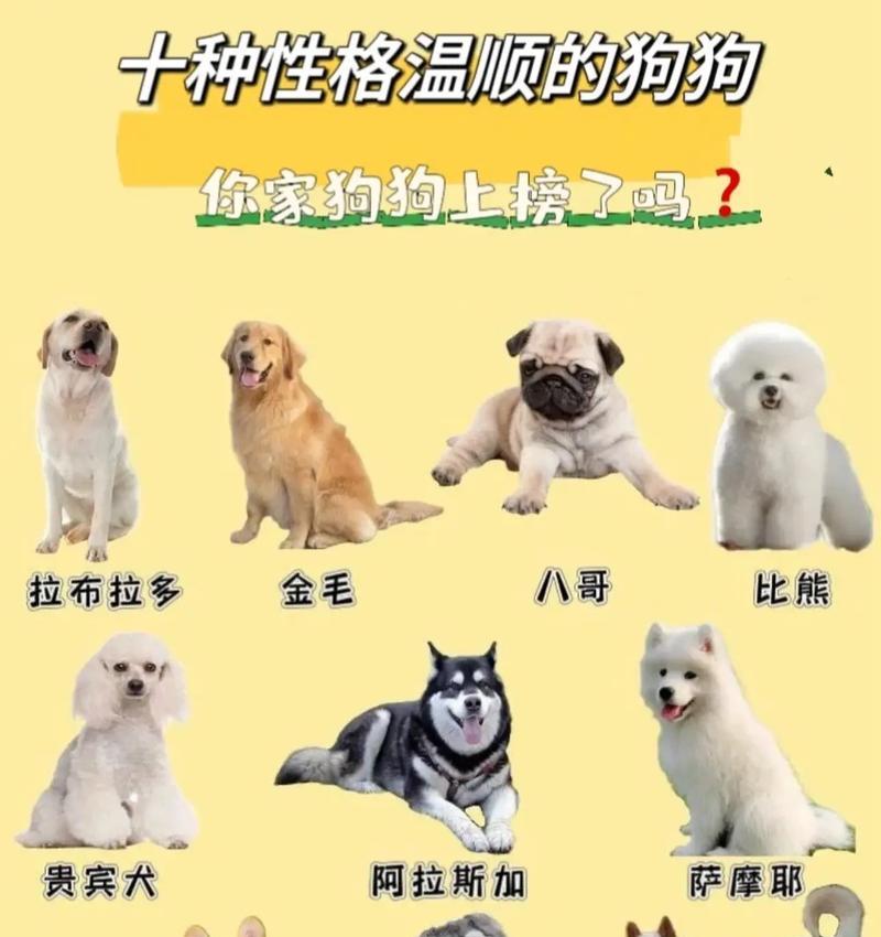 探索中等体型狗狗的魅力（中等体型狗狗）