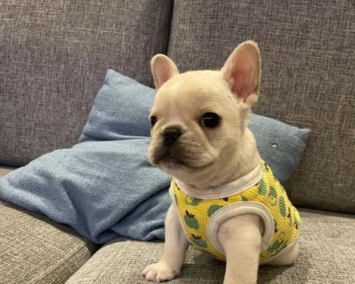 如何准备迎接一只以法牛幼崽的到来（以法牛幼崽到家前的必备准备工作）