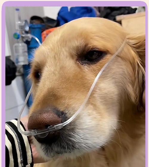 狗狗乳头变色的原因及解决办法（探讨狗狗乳头变色的可能原因和提供相关解决办法）