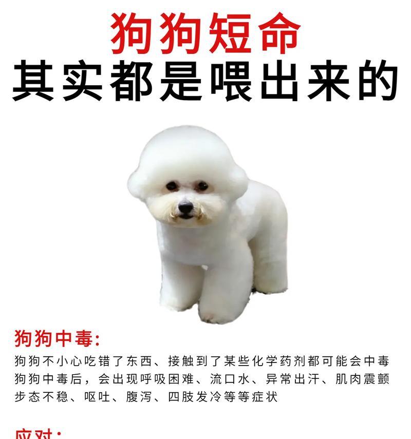 3个月幼犬的饮食指南（了解适合3个月幼犬的健康饮食和食物注意事项）