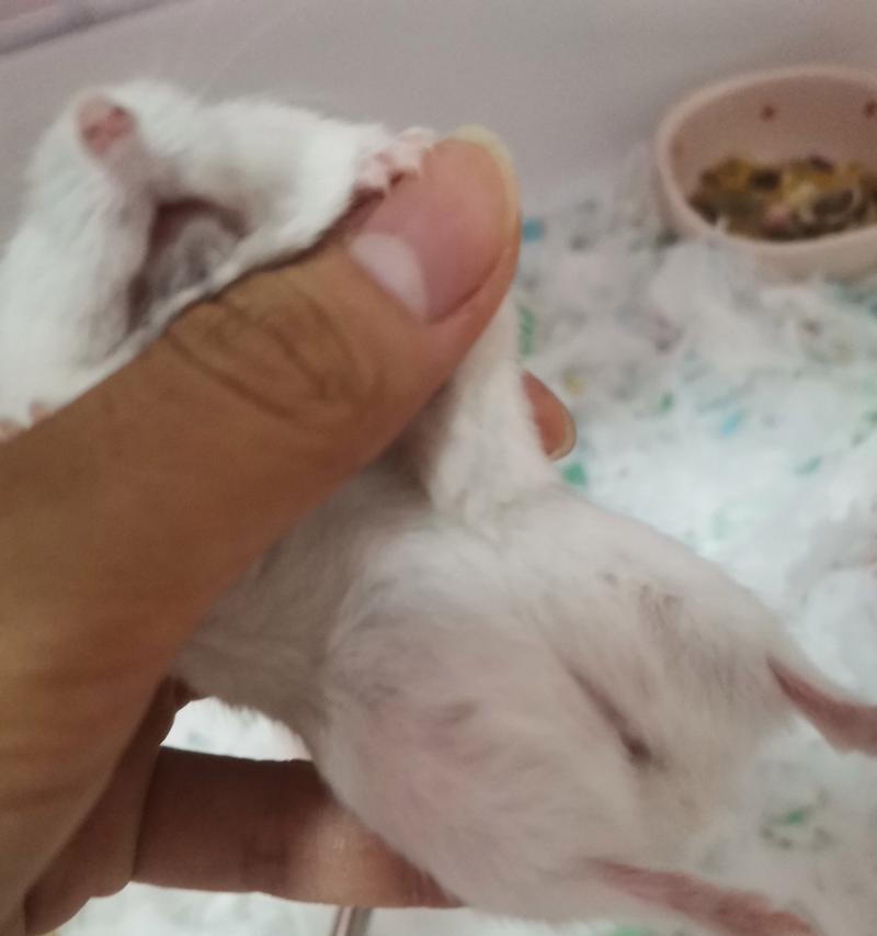 仓鼠怀孕周期及生产过程（探讨仓鼠怀孕到生产的时间和过程）