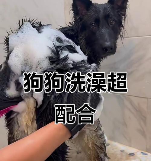 狗狗到了新家多久能够洗澡？（洗澡时间掌握的关键和注意事项）