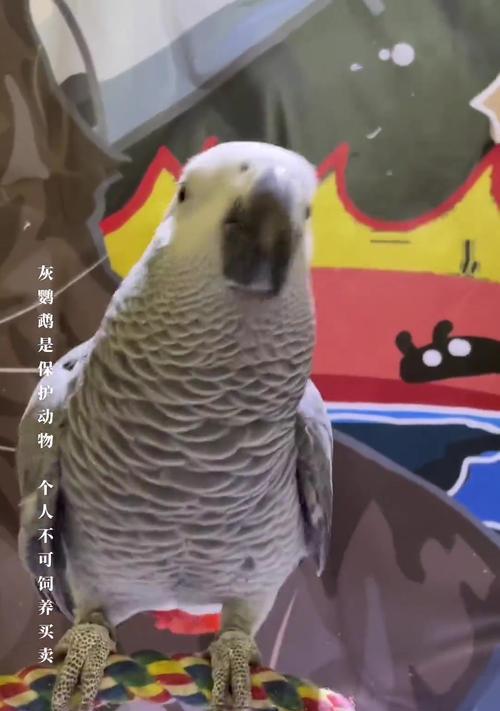 探秘能说话的鹦鹉世界（这些令人惊叹的动物世界中的模仿能手）